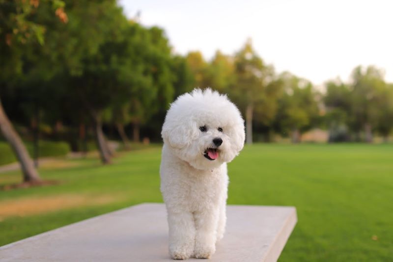 Bichon frise store hypoallergenic dog breeds