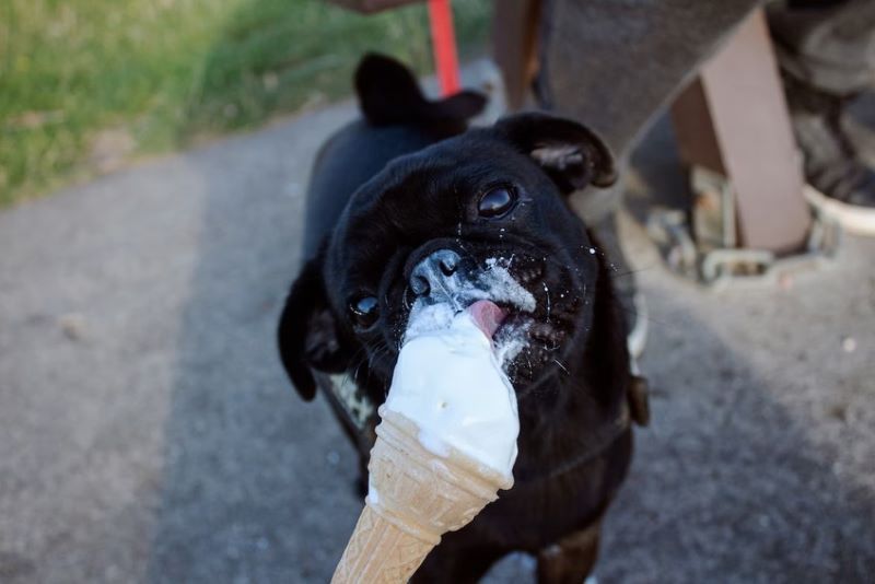 can a dog eat ice cream