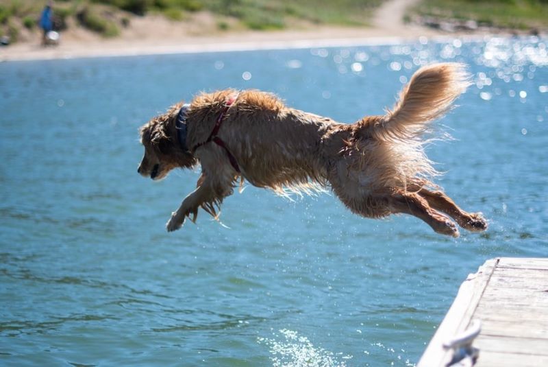 Top Dog Swimming Spots in the UK | Jollyes