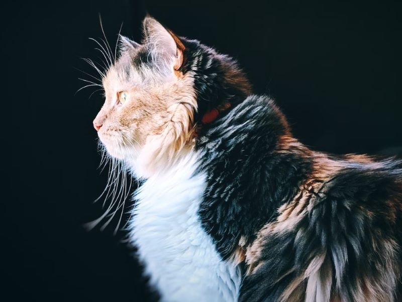 Cat Matted Fur: Causes, Treatments, & Prevention Tips