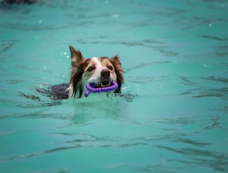 Places dogs can 2024 swim near me