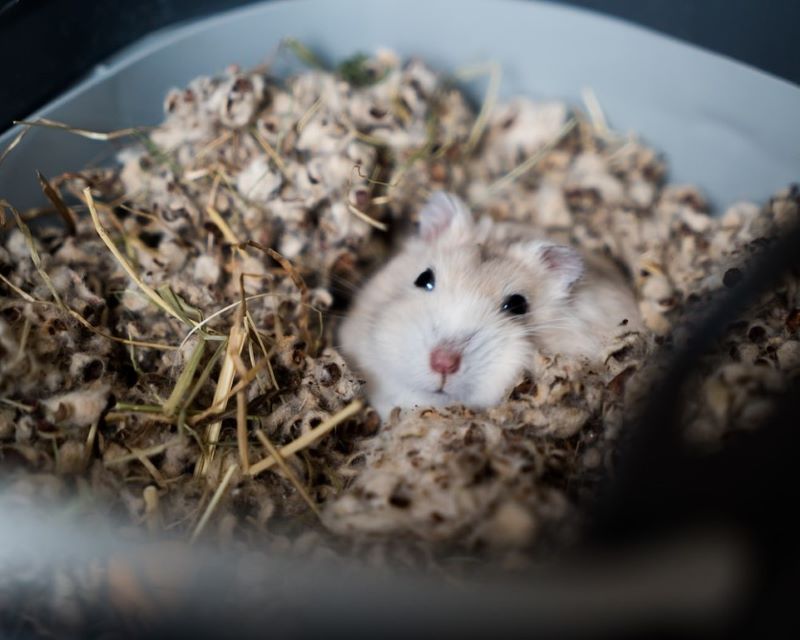 Hamster biting deals plastic cage