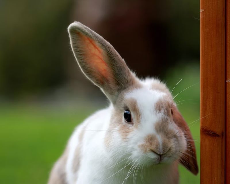 Jollyes hotsell rabbit hutch