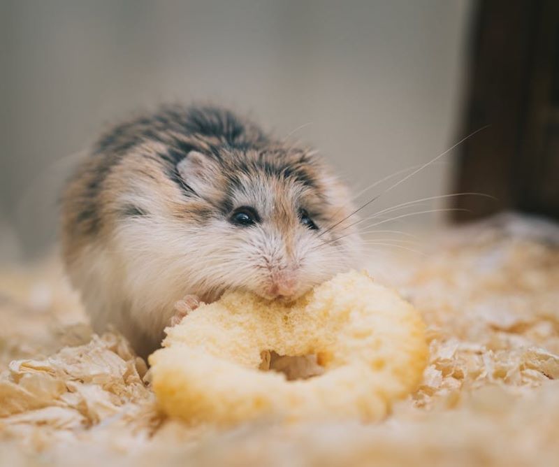 Dwarf hamster feeding best sale