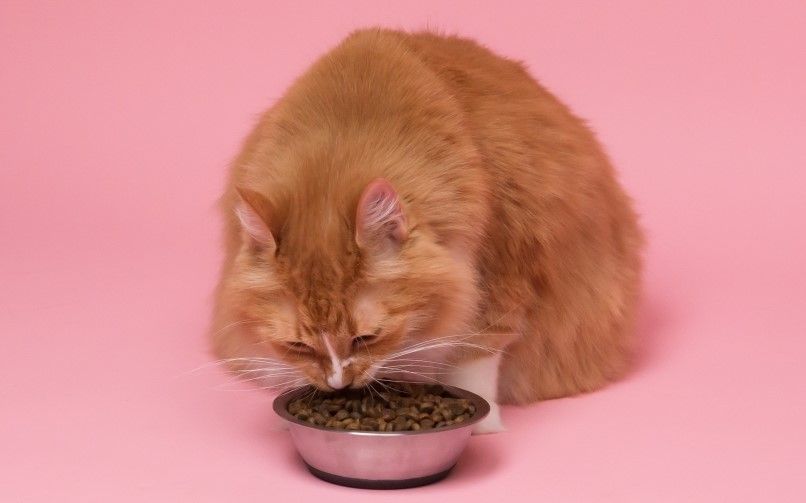 image of ginger cat with bowl of dry food