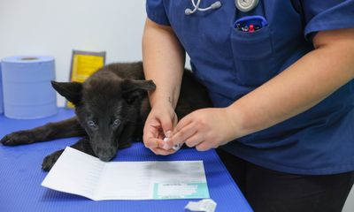 Flea & Worm FAQs: Answers From The Experts