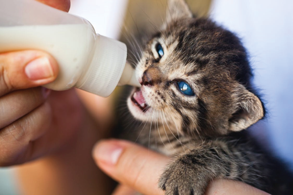 image of kitten being bottle-fed milk