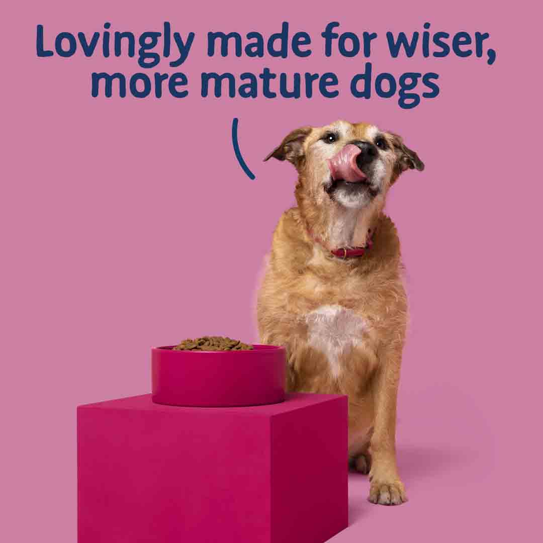 Adult Dog Puppy Keeps Barking At Older Dog Barking Heads Senior