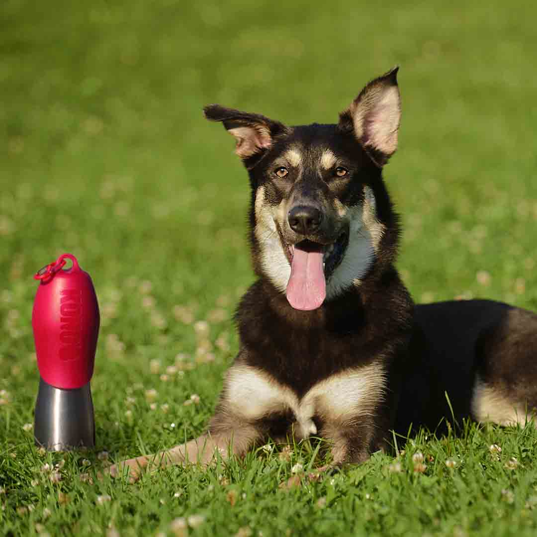 KONG H2O Stainless Steel Dog Water Bottle & Pet Travel Bowl 9.5 oz - Green　並行輸入品 KONG H2O Stainless Steel Dog Water Bottle 280ml 4 Colours