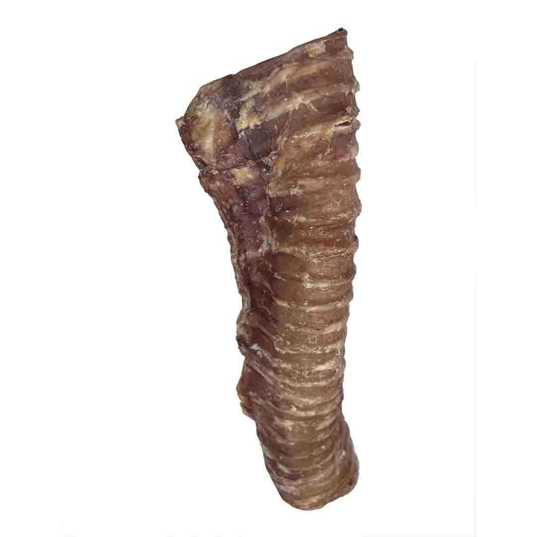 Jollyes Beef Trachea 24cm Single