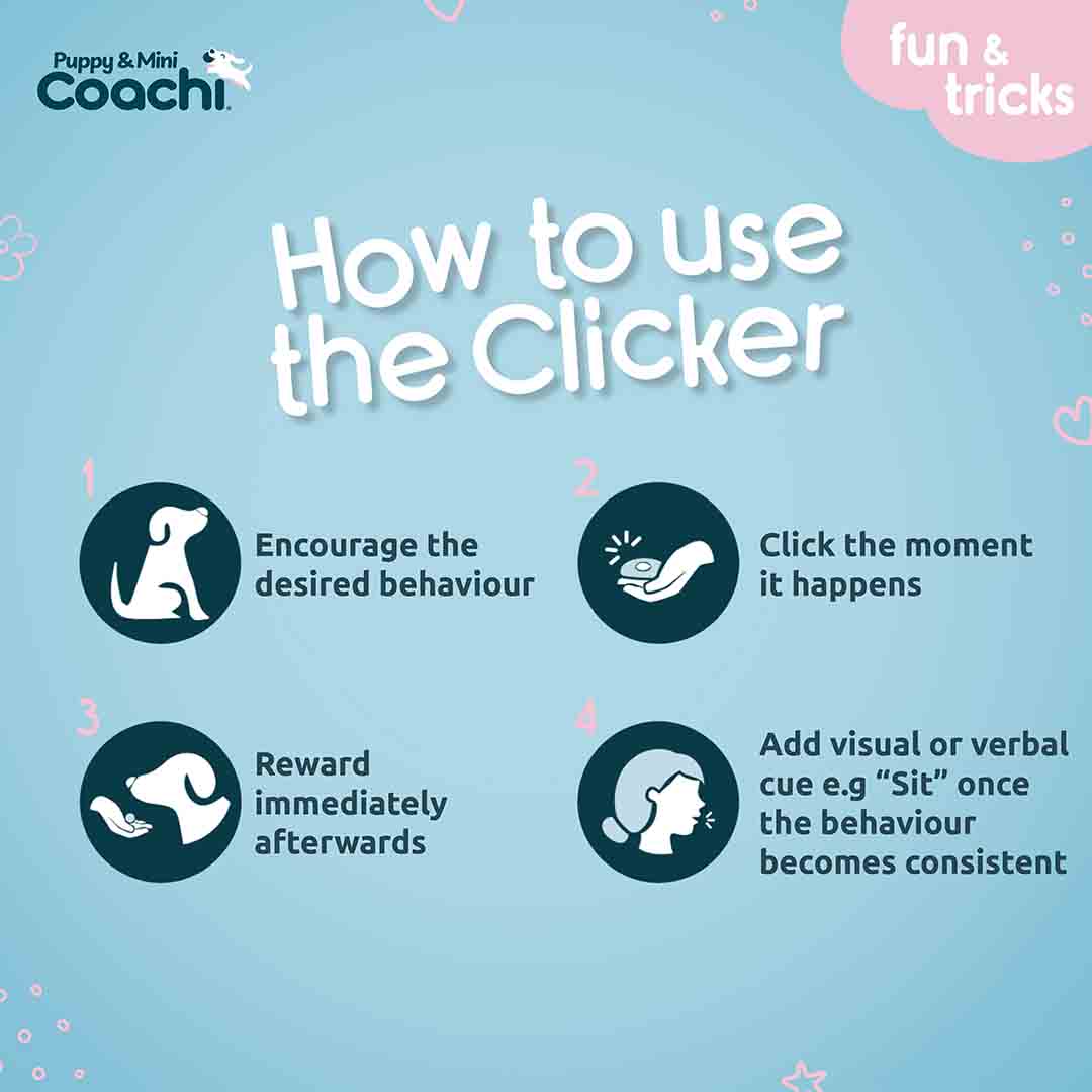 Il Cucciolo Del Cane Di Animale Domestico Gioca Con La Palla Fotografia