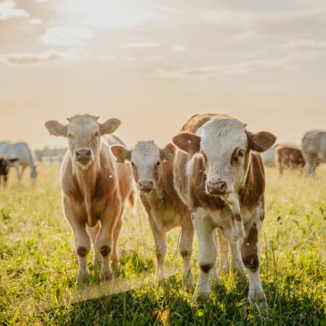 Kühe auf Feld