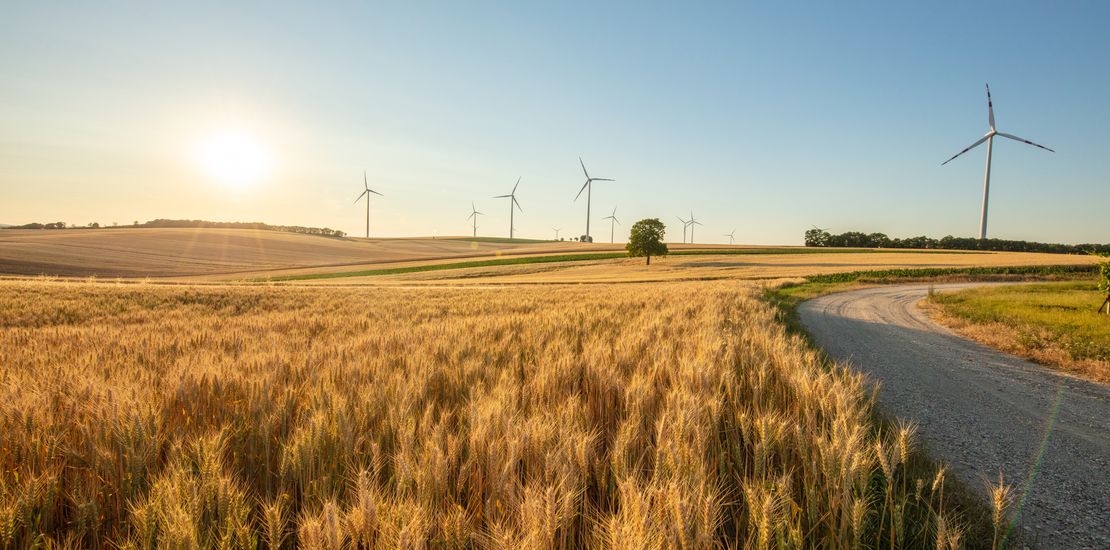 Windkraftanlagen und Weizenfeld unter sonnigem Himmel