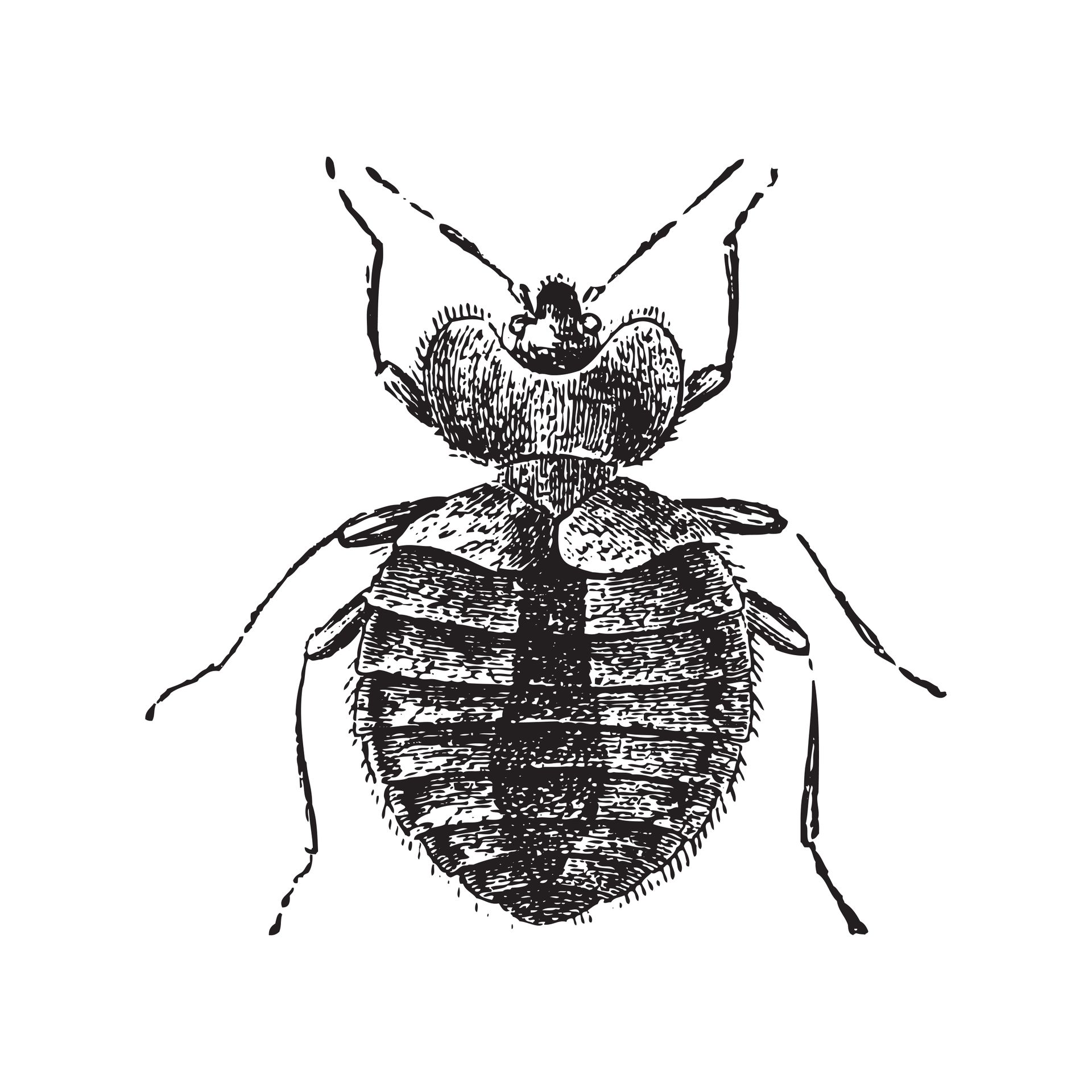 Bed Bug Illustration 1366009590