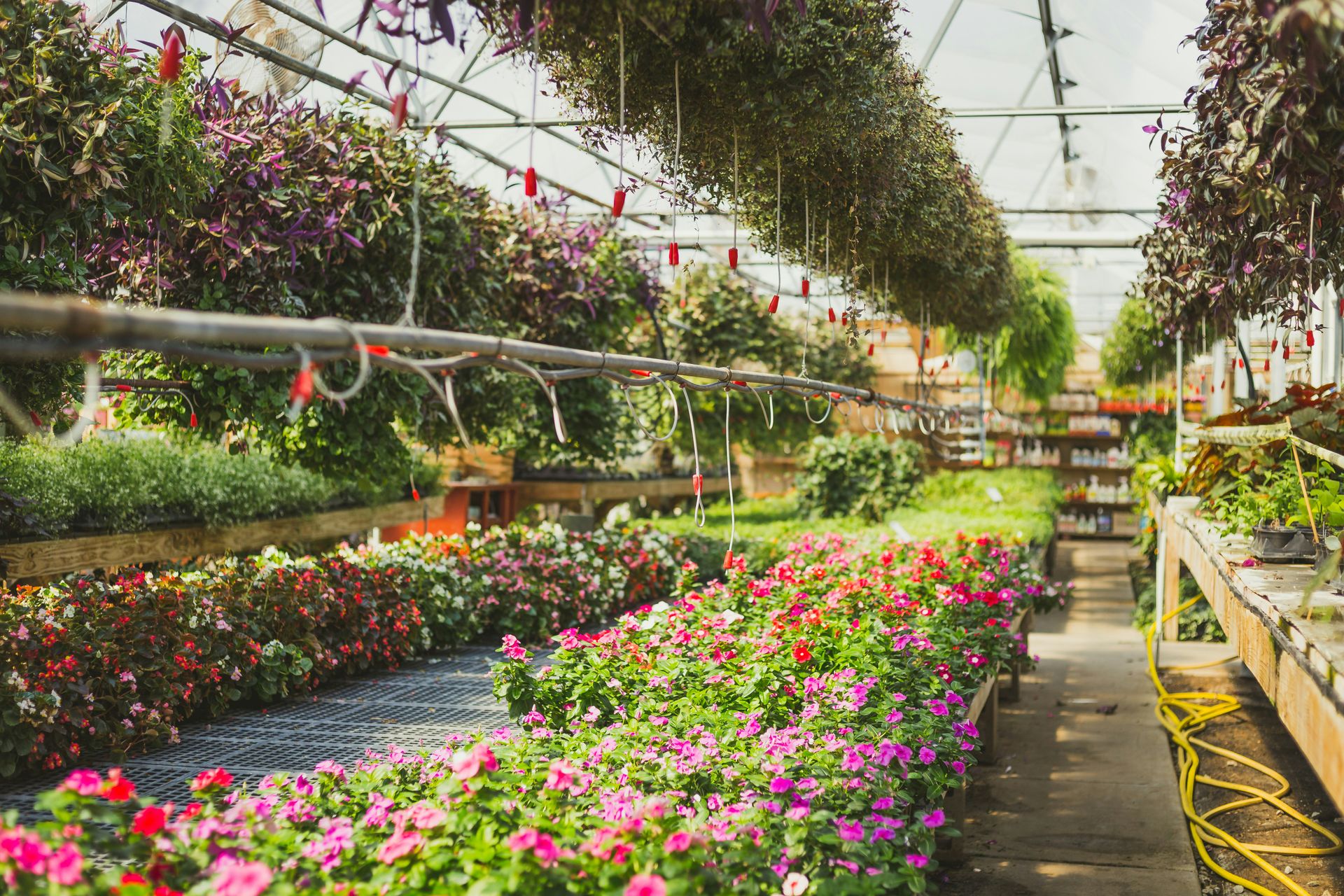 Greenhouse with multiple species of plants shown here being watered with plenty of sunshine