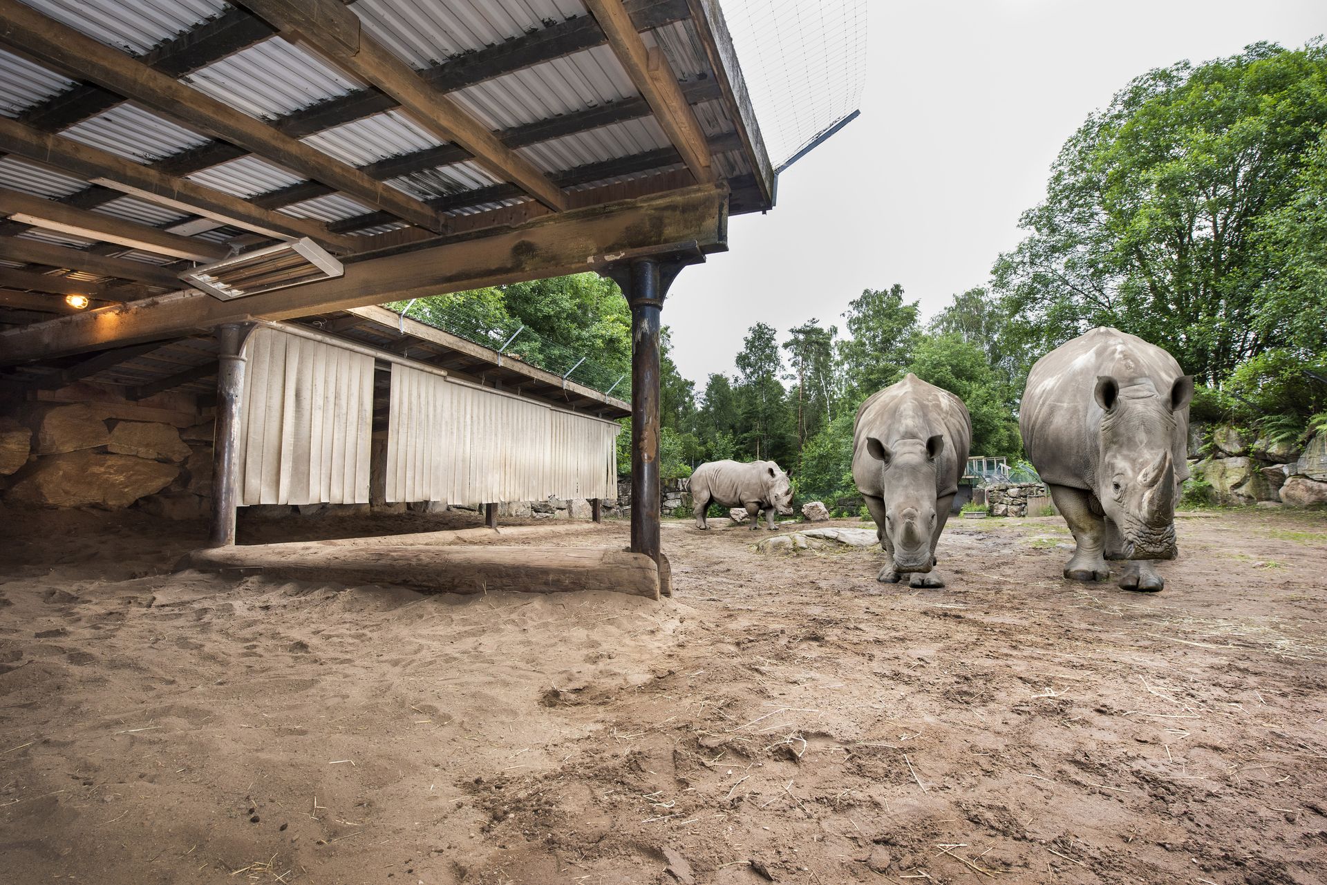 Summer paddock for rhinos at the zoo in the Swedish city Borås.