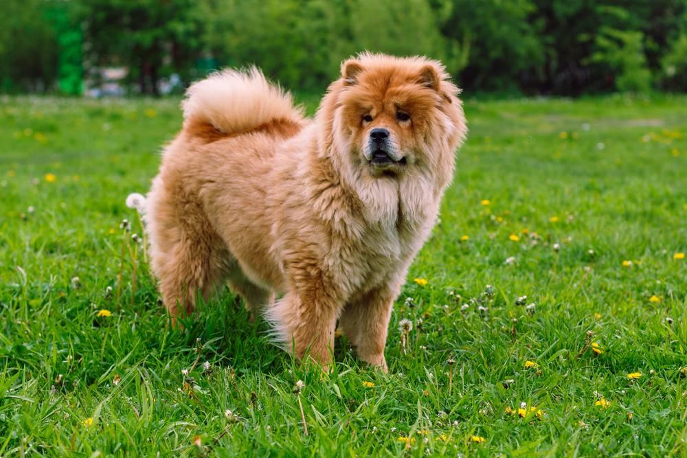 Wild shop chow chow