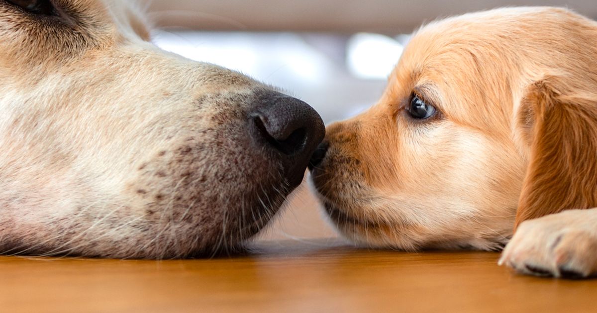 Your dog's wet or dry nose what does it mean? ManyPets