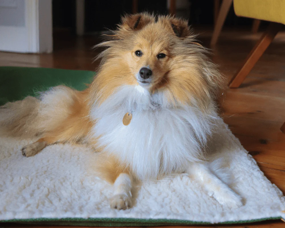 Image of a Pomeranian on a green richmond sherpa blanket