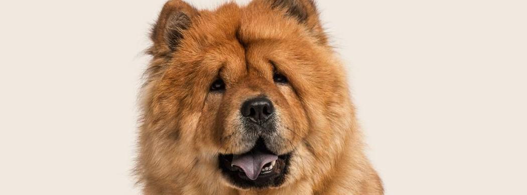 Golden Chow Chow sitting