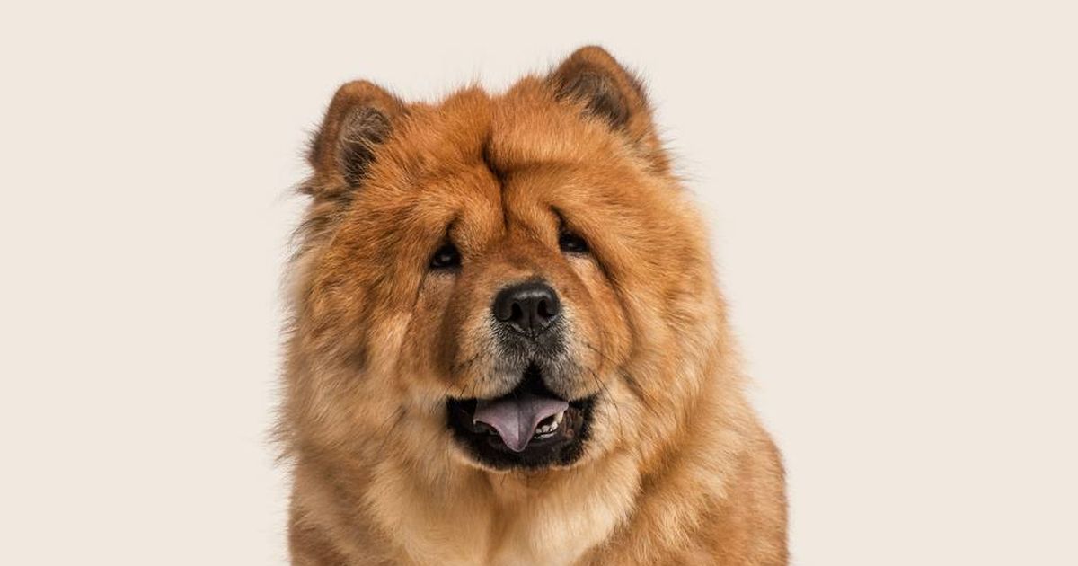 Chow chows best sale in not