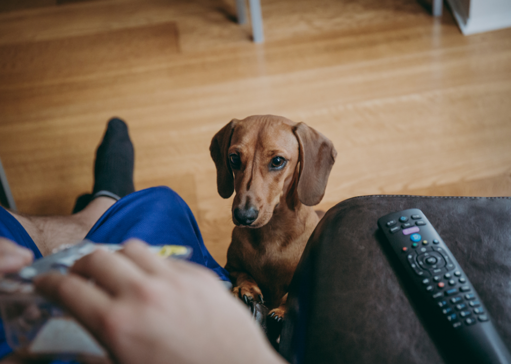 Dog sitting