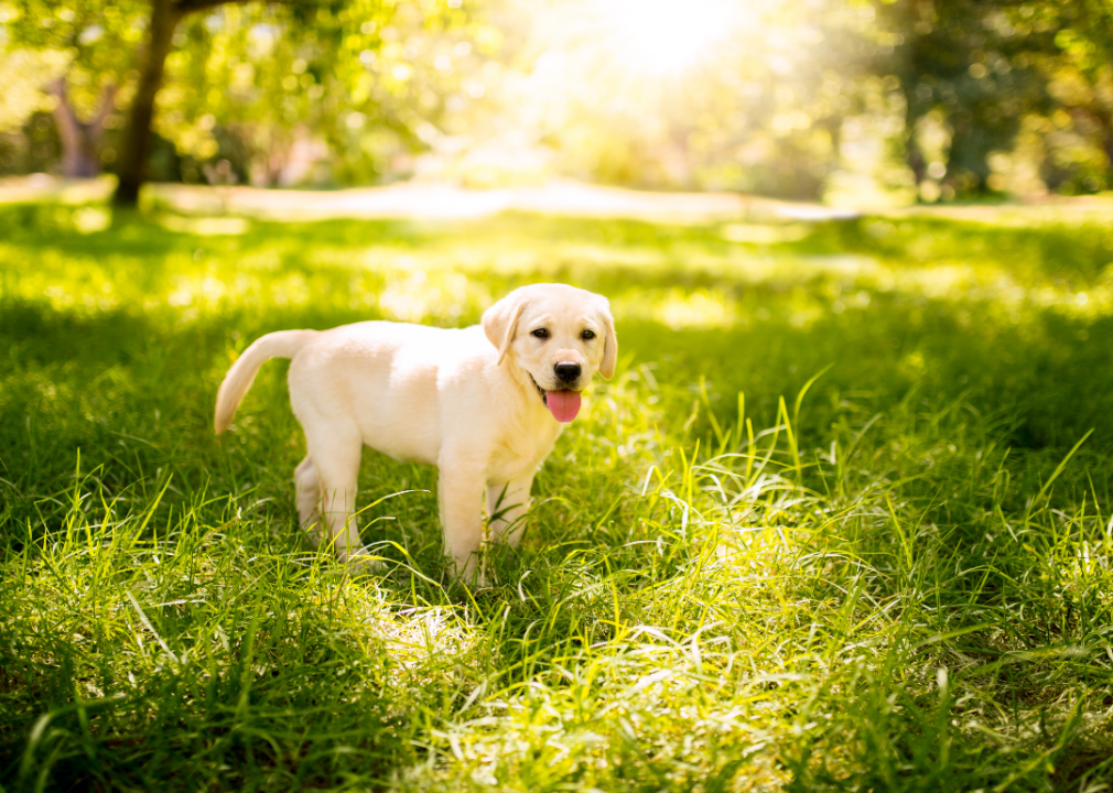 New at the dog park? Here are our top tips ManyPets