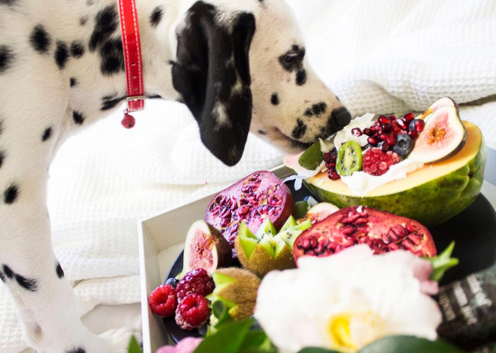 Dog sniffing fruit