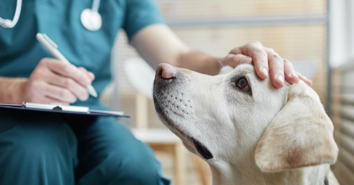 What is a "waiting period" for pet insurance? ManyPets