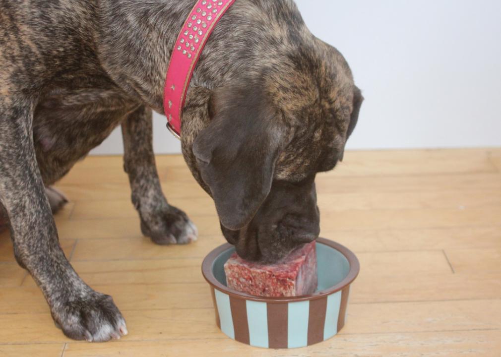 Dog eating raw food