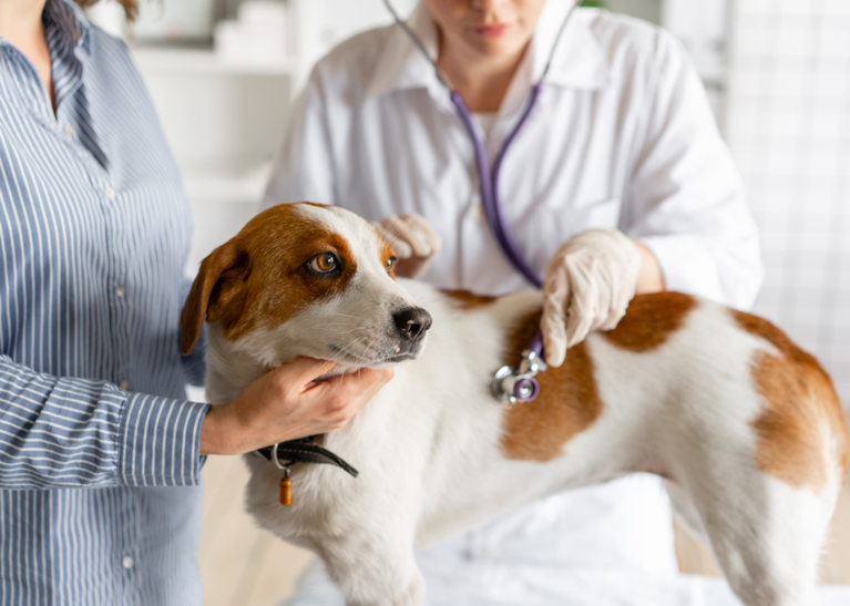 Pet Insurance in ManyPets