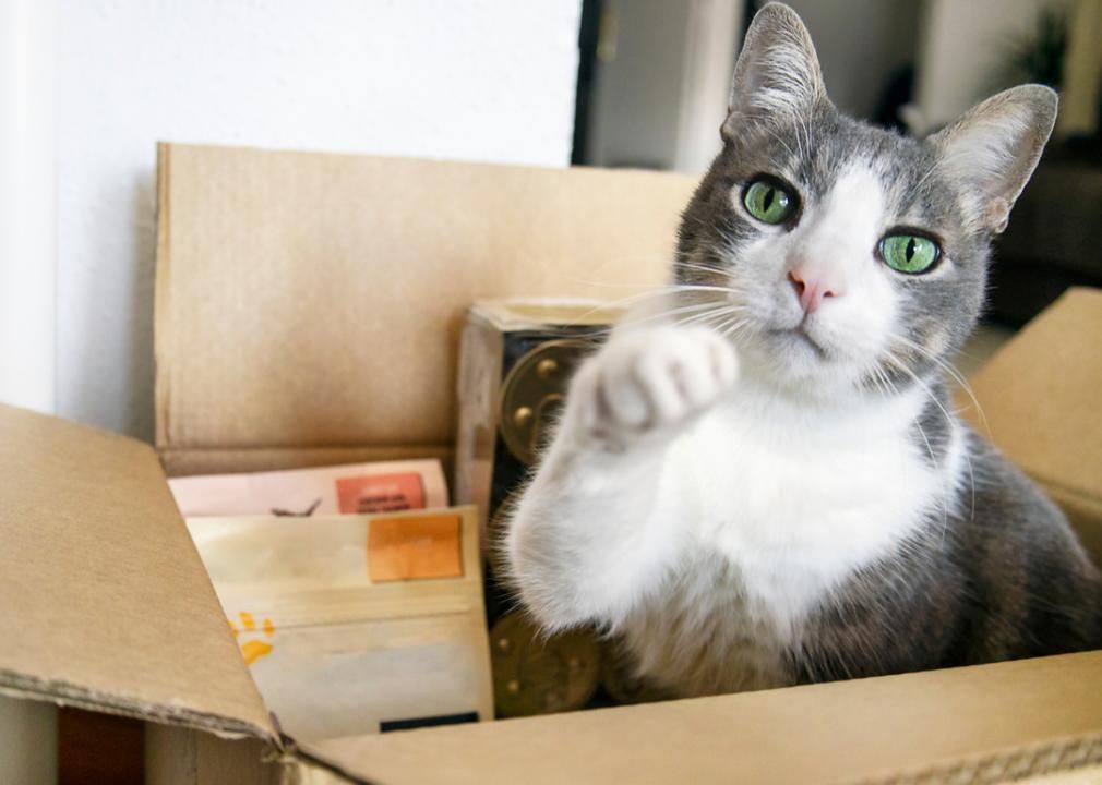 Cat playing in a box