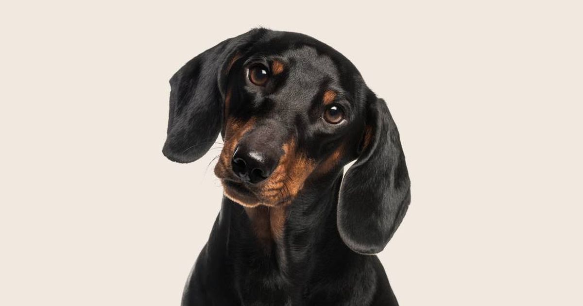 Miniature long haired dachshund sitting beside grooming supplies