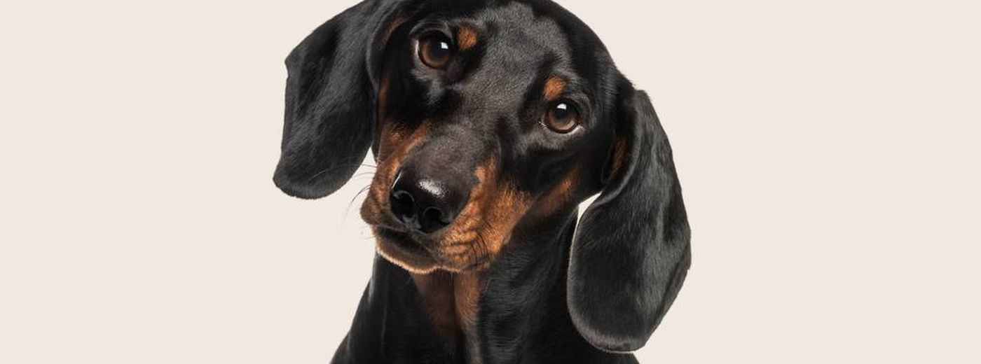 Dachshund breed information Pet insurance for back problems ManyPets