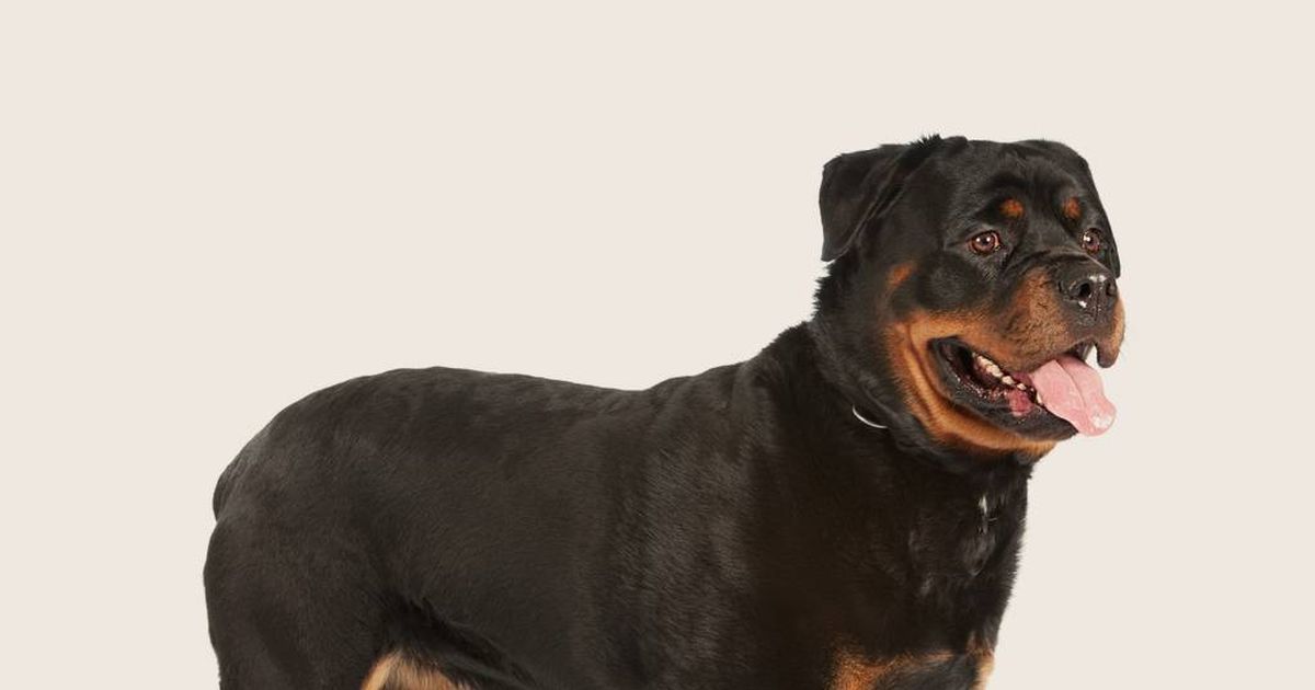 what kind of dog is a rottweiler