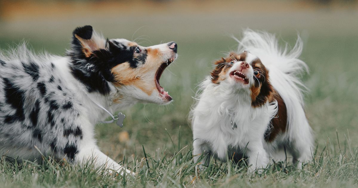 Stubborn best sale puppy biting