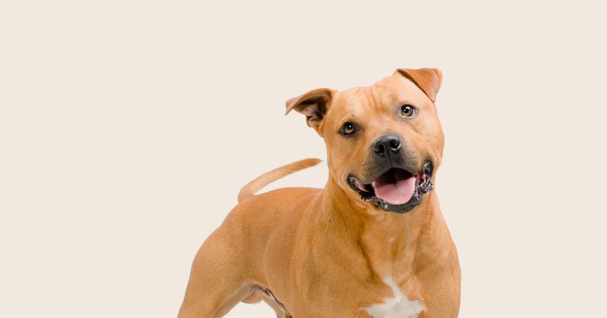 Staffordshire Bull Terrier Dog Breed Information