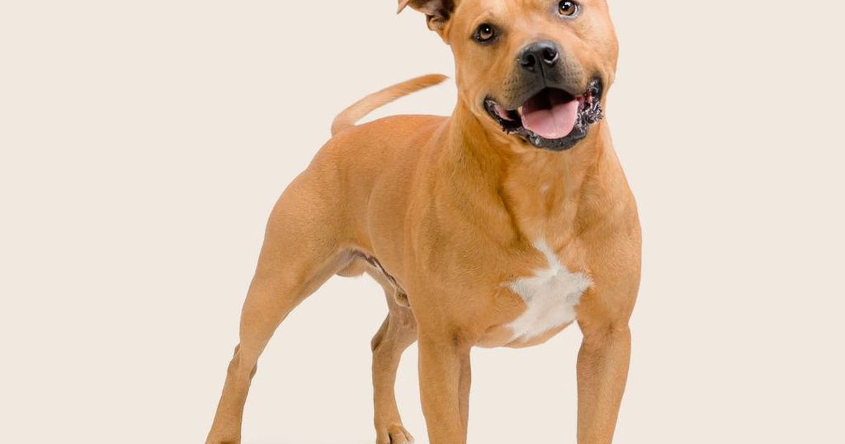 Staffordshire Bull Terrier