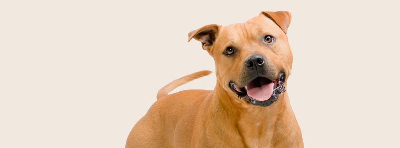 Are Staffies Aggressive Dogs