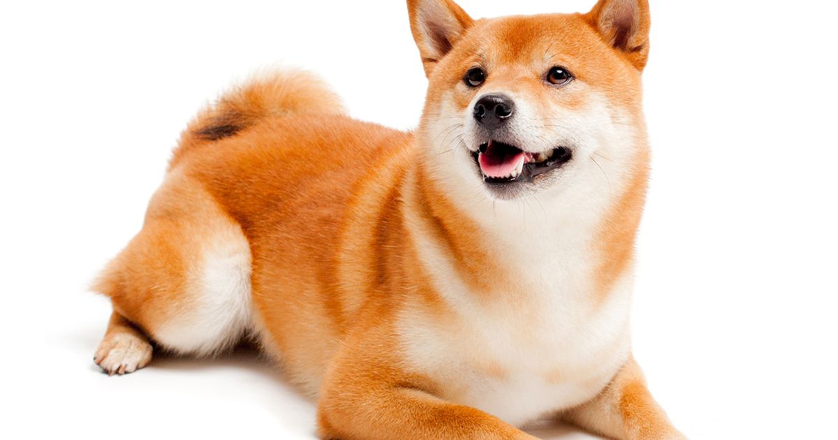 Large clearance shiba inu