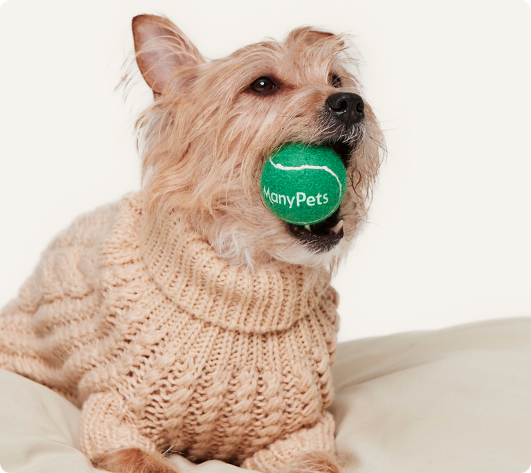 ManyPets vs Direct Line Pet Insurance ManyPets