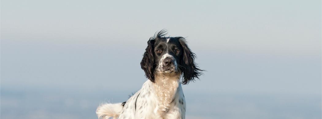 Englischer Springer Spaniel