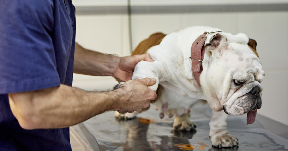 Dog arthritis 101 symptoms, treatment, and prevention ManyPets