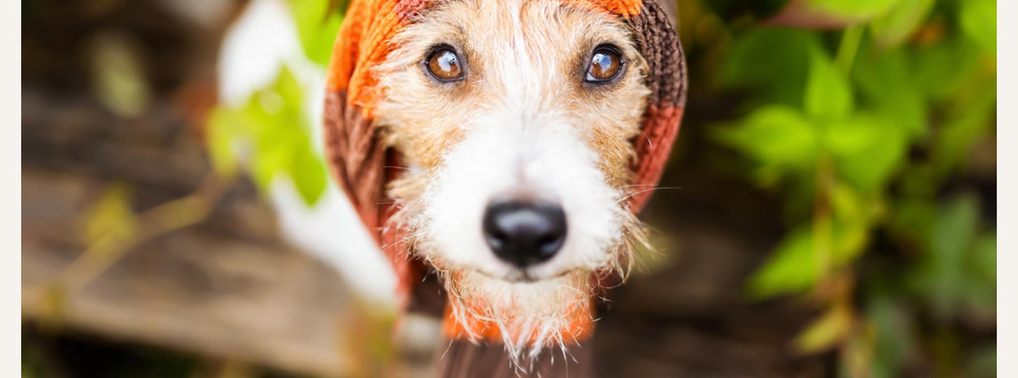Kennel Cough and What The Bordetella Vaccine Does ManyPets