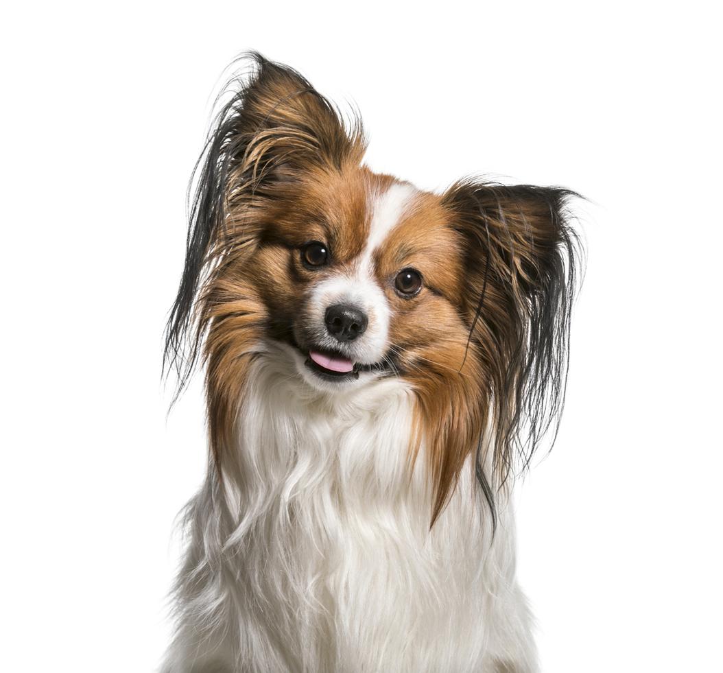 Papillon Dog Breed Information