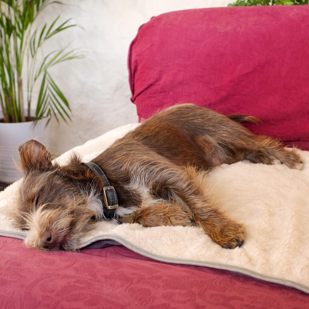 Image of a brown dog sleeping on an Omlet blanket