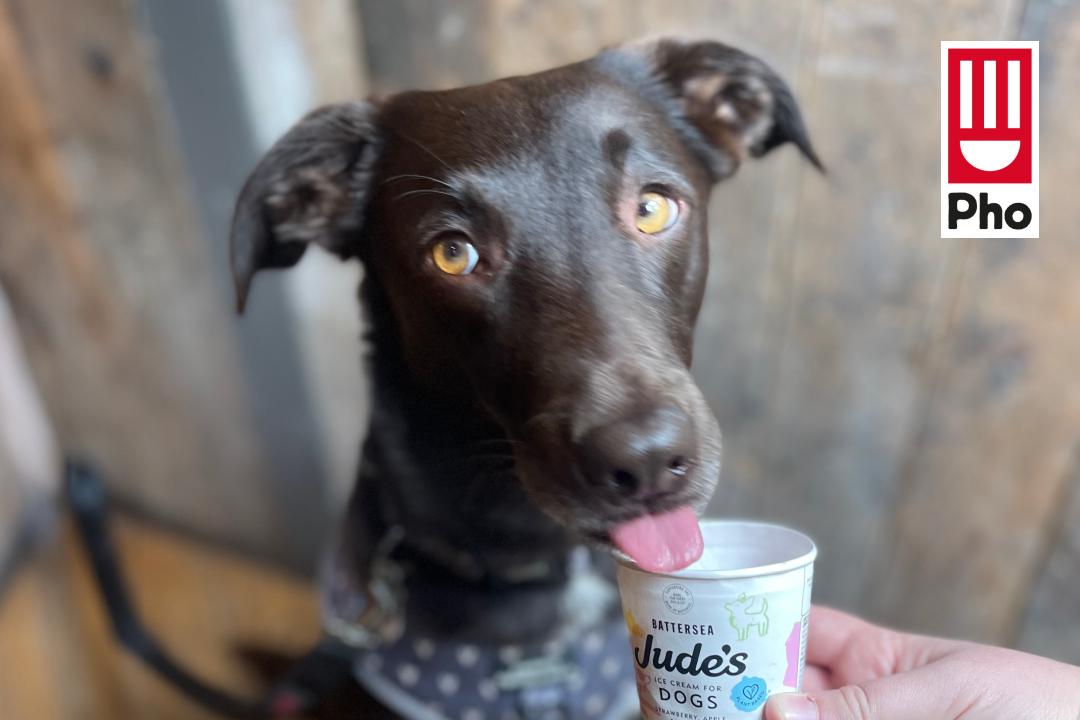 Brown labrador licking a dog-friendly ice cream.