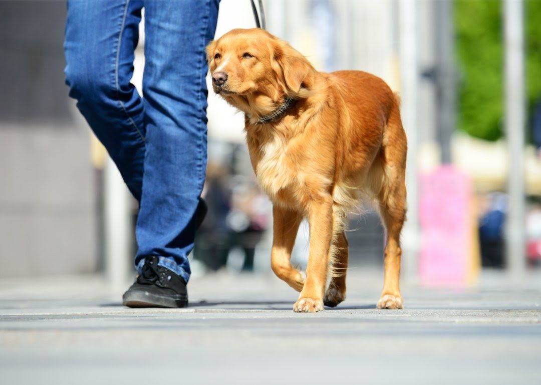Dog on walk