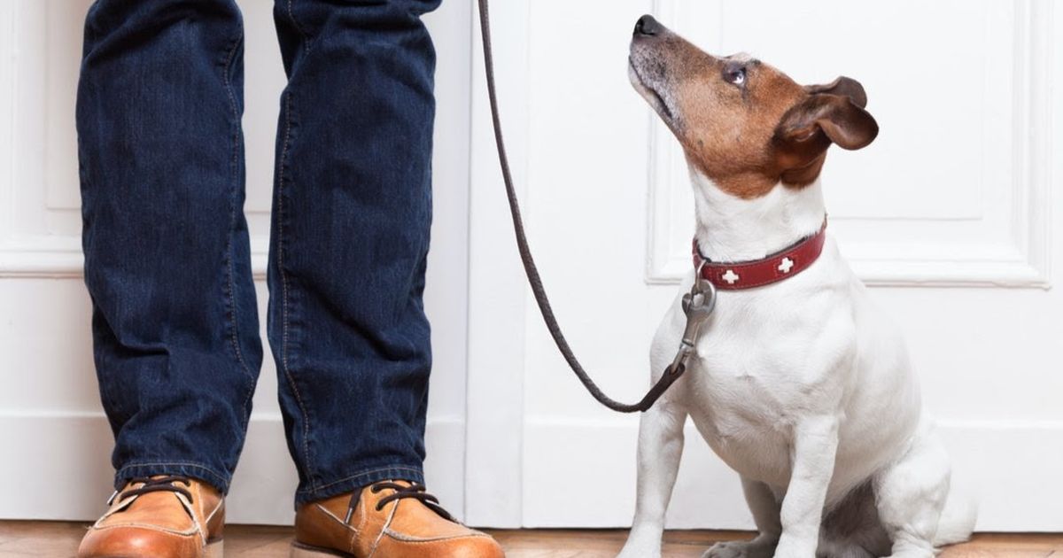 What it Costs to Vaccinate Your Dog in 25 Cities ManyPets