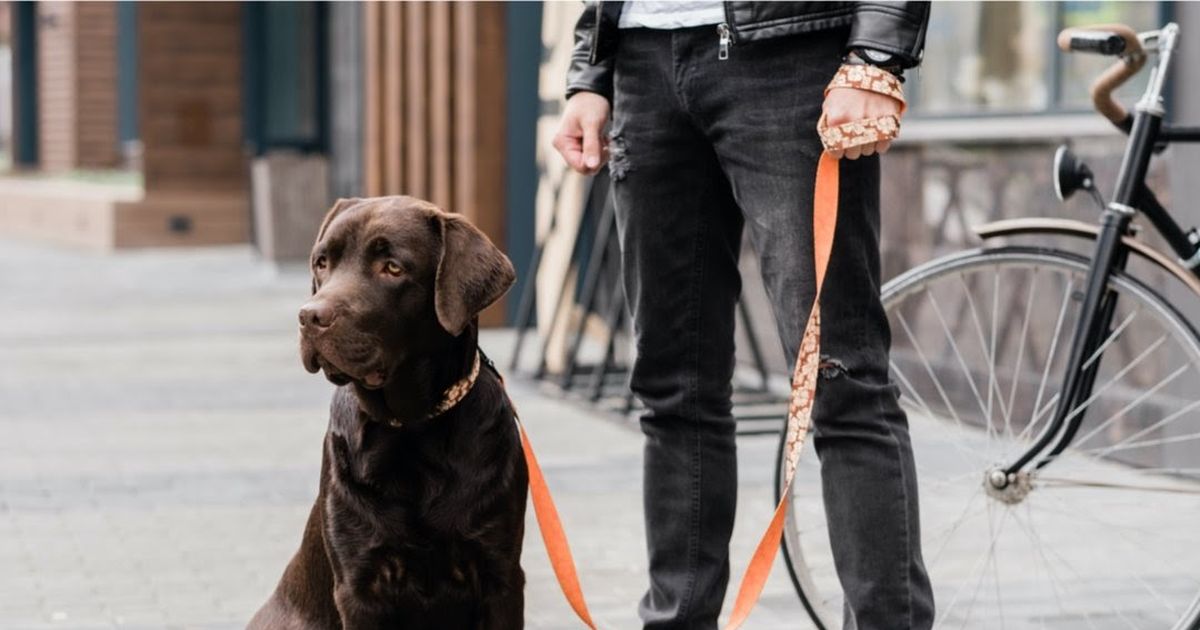 Effective training techniques for anxious dogs ManyPets